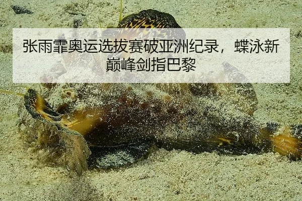 张雨霏奥运选拔赛破亚洲纪录，蝶泳新巅峰剑指巴黎