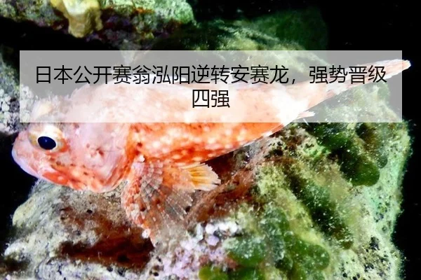 ri-ben-gong-kai-sai-weng-hong-yang-ni-zhuan-an-sai-long-qiang-shi-jin-ji-si-qiang-3-155.jpg