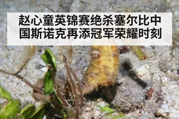 赵心童英锦赛绝杀塞尔比中国斯诺克再添冠军荣耀时刻